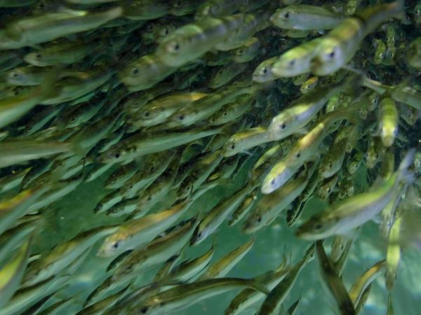 Tiny Fish