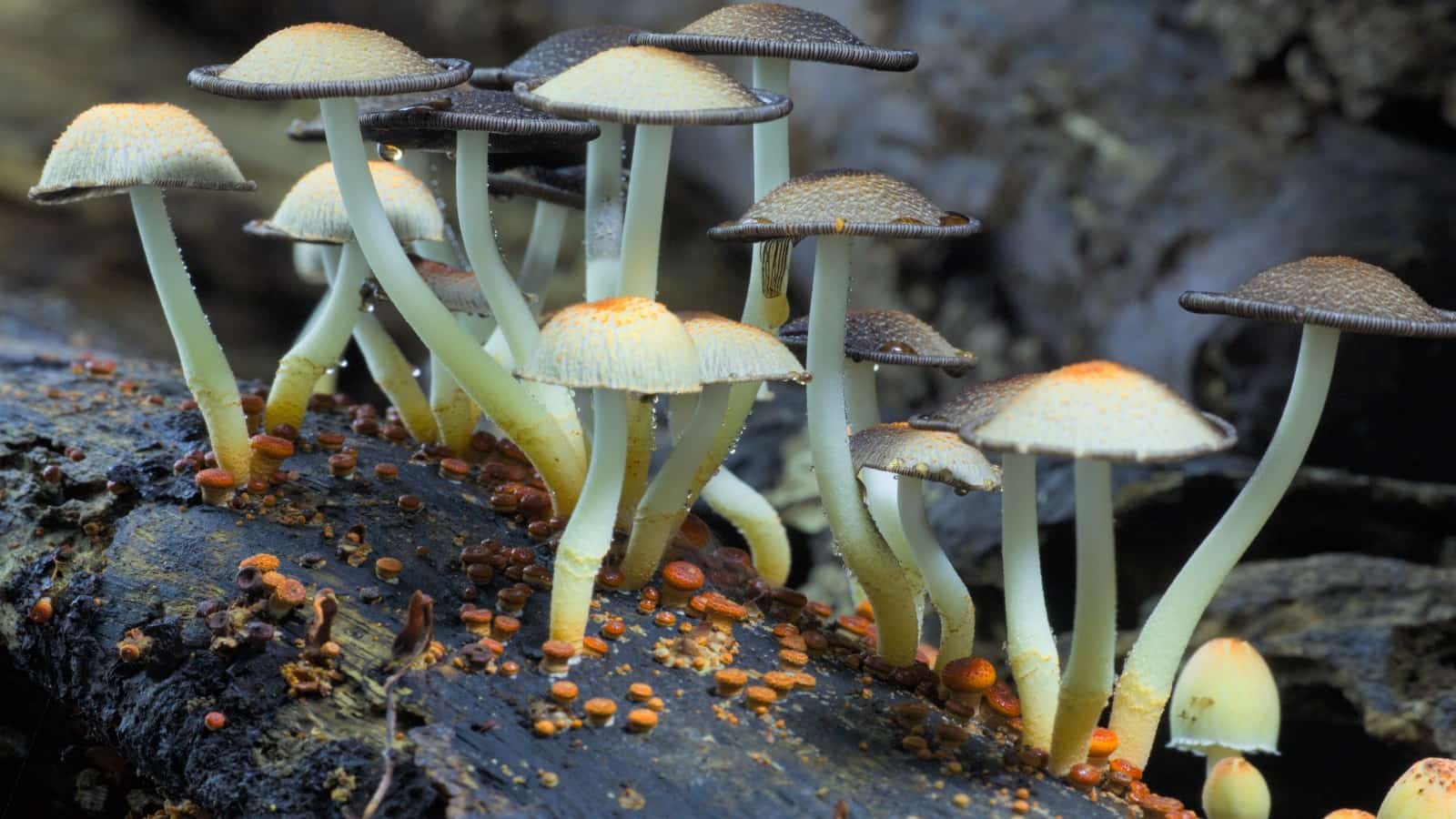 Fantastic Fungi