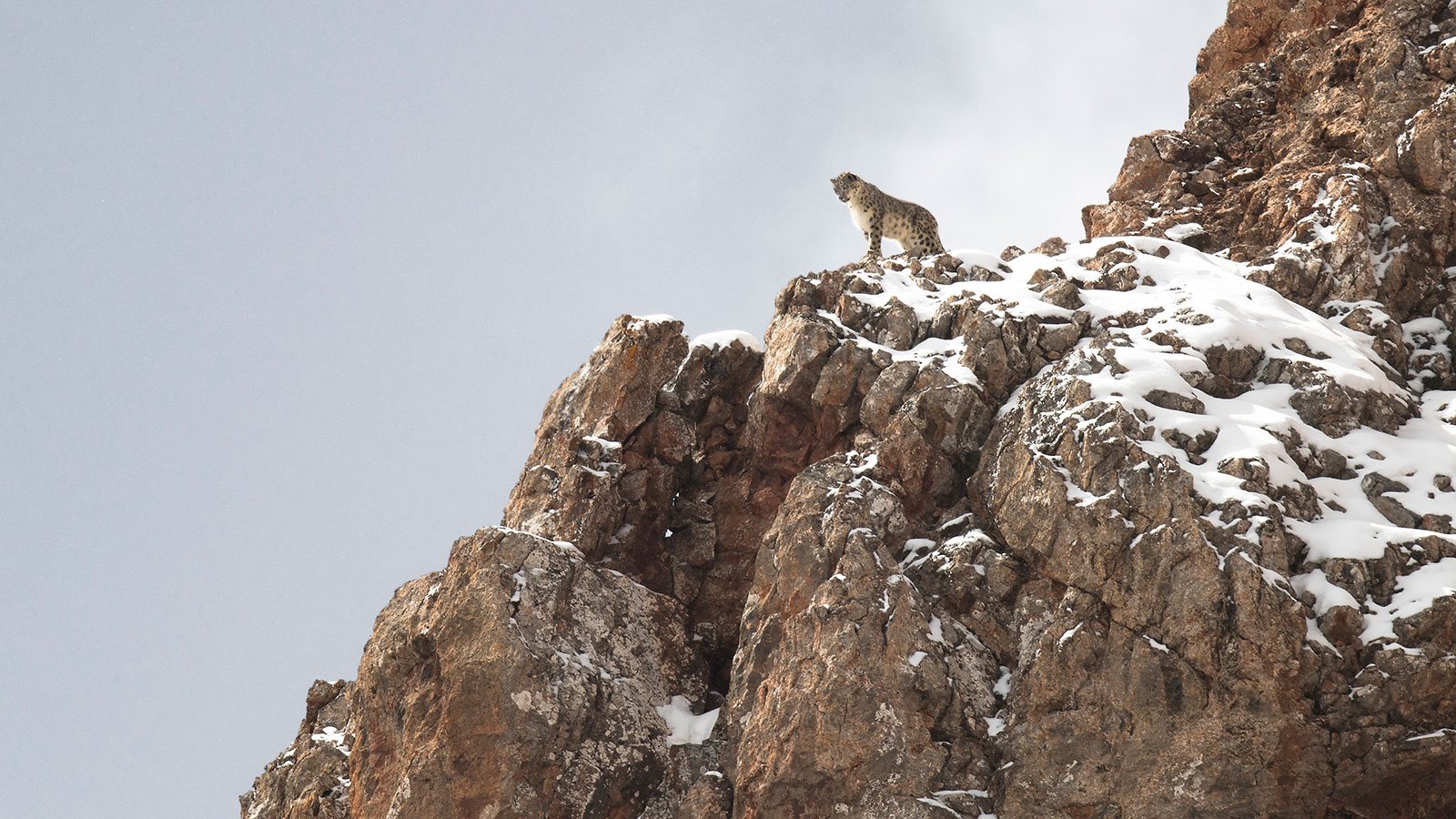 Calendrier Vincent Munier 2023 The Velvet Queen