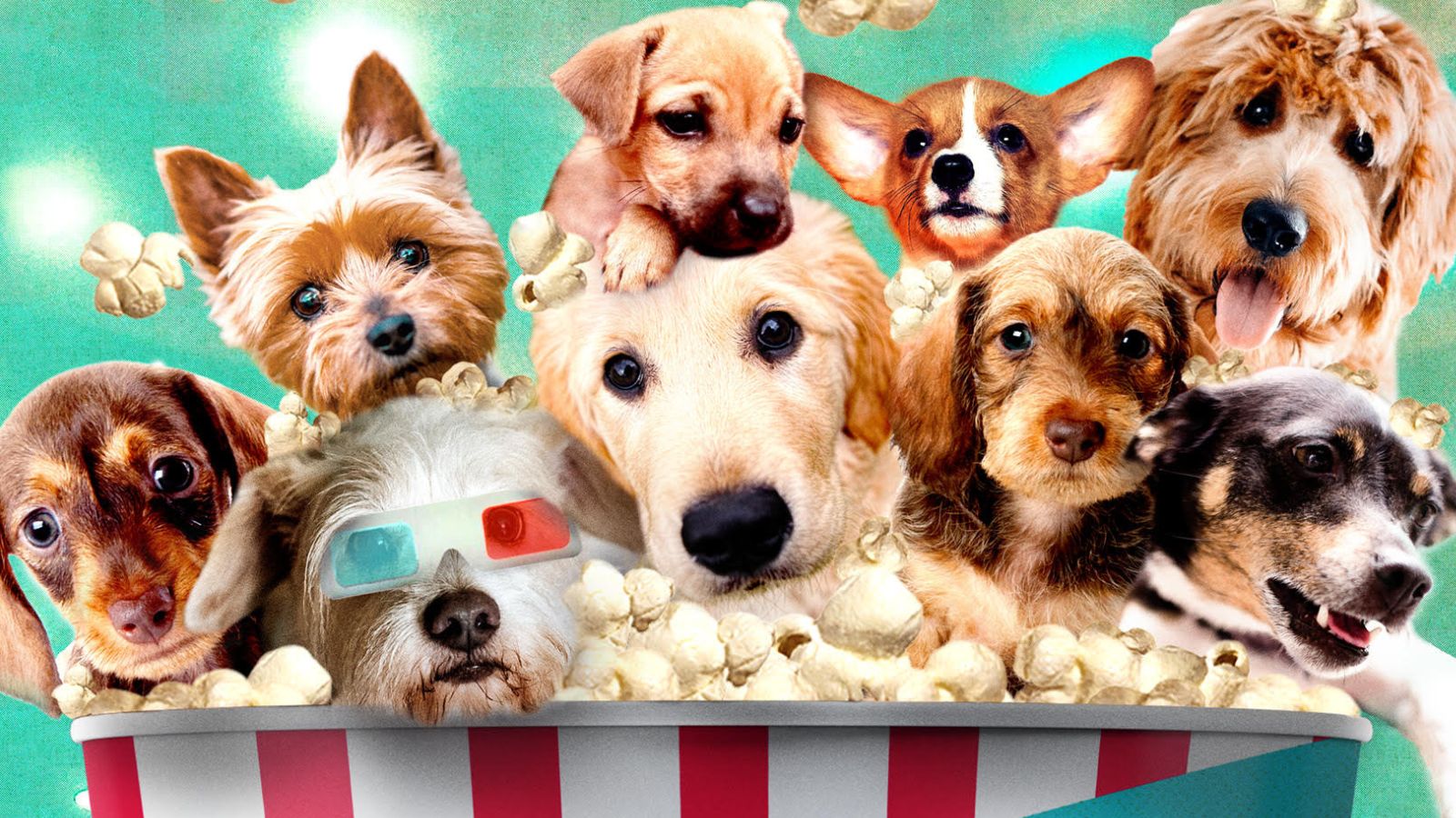 Dog Video Festival