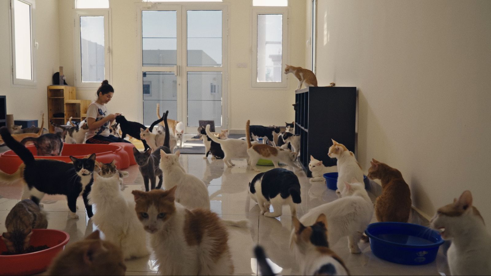 25 Cats From Qatar