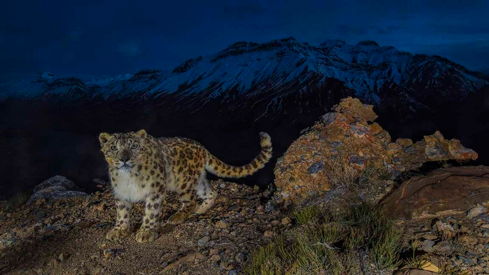 Living With Snow Leopards