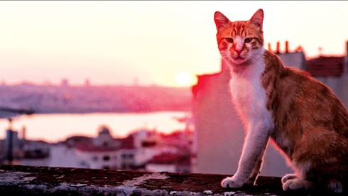 Kedi