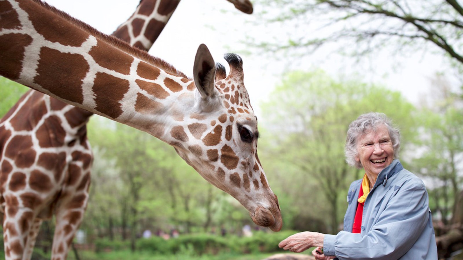 Woman Who Loves Giraffes