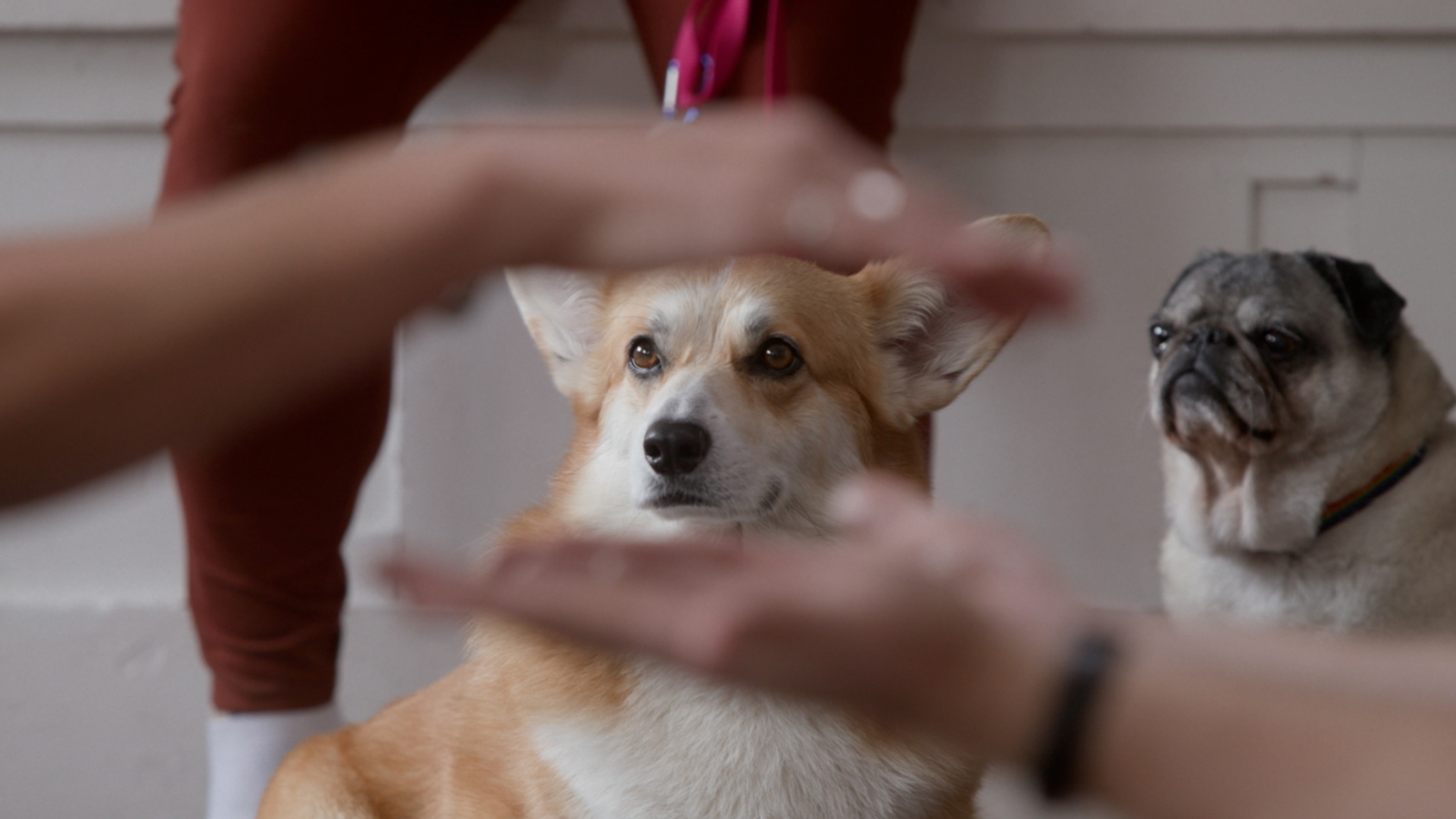 The School of Canine Massage