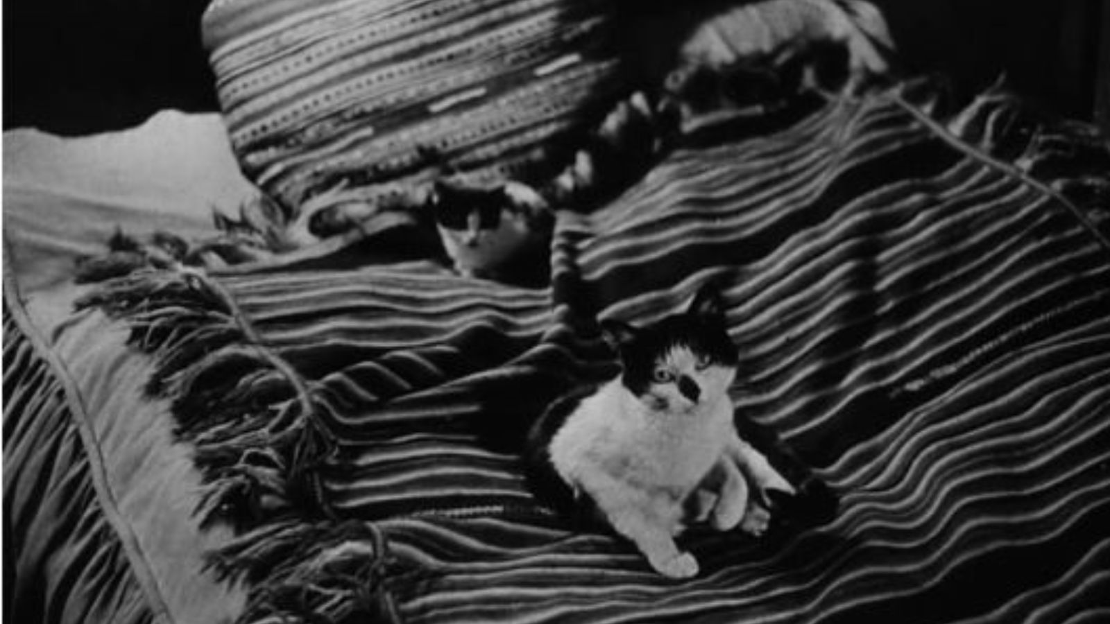 Cats in Film