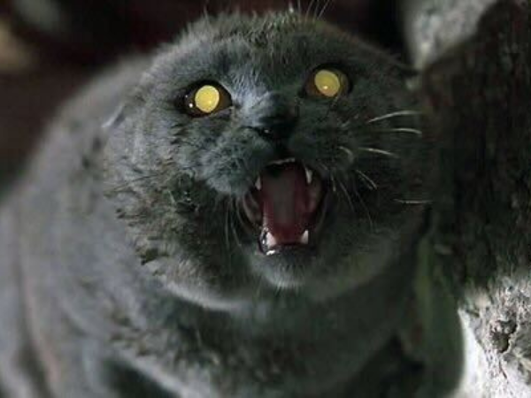 Pet Sematary (1989)