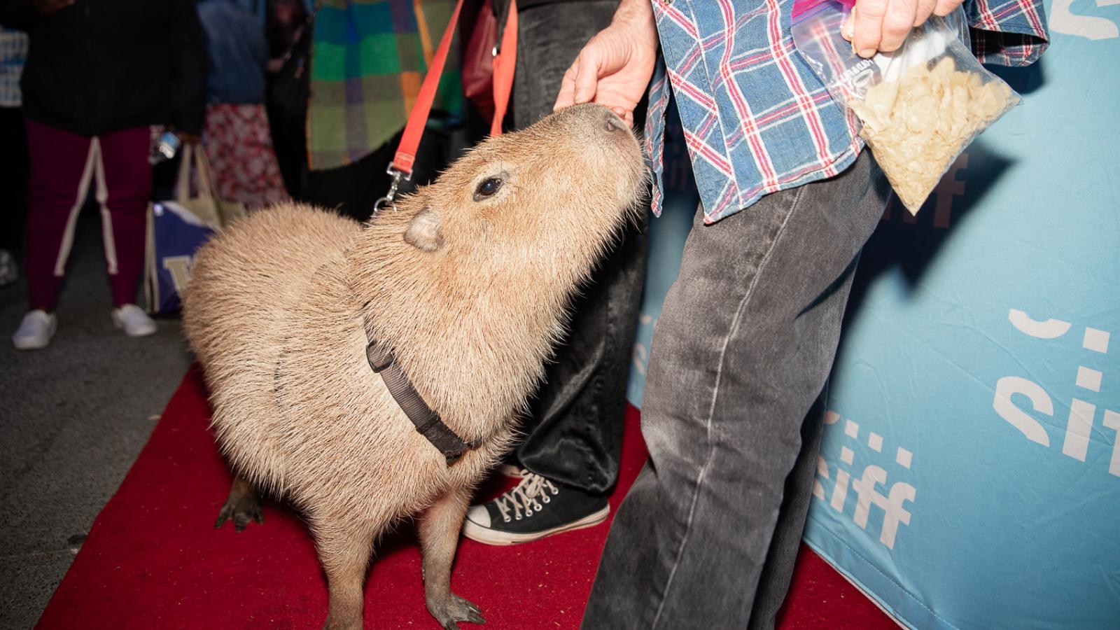 Moments from the Reel World: Festival Photo Gallery 
